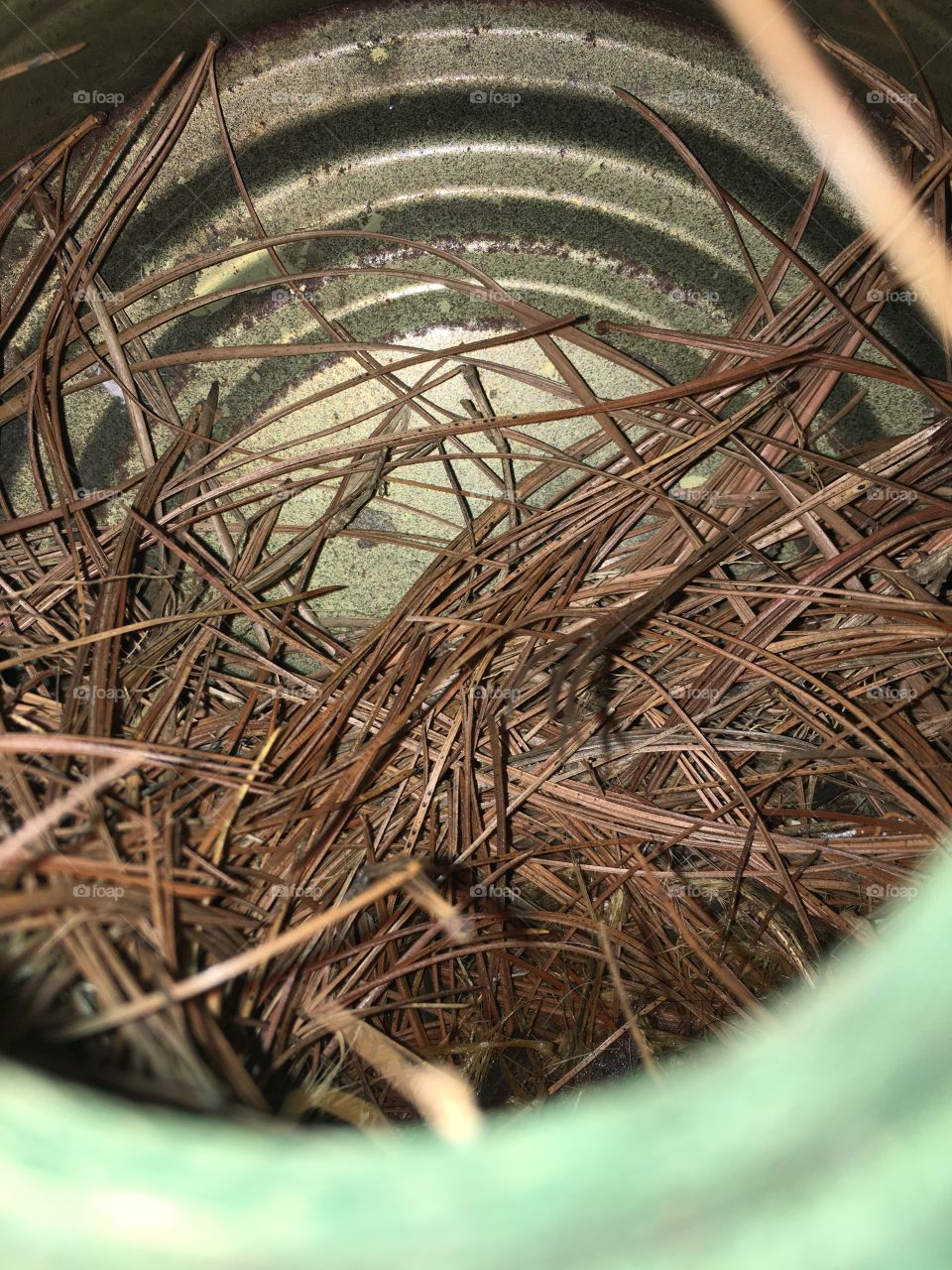 Nest