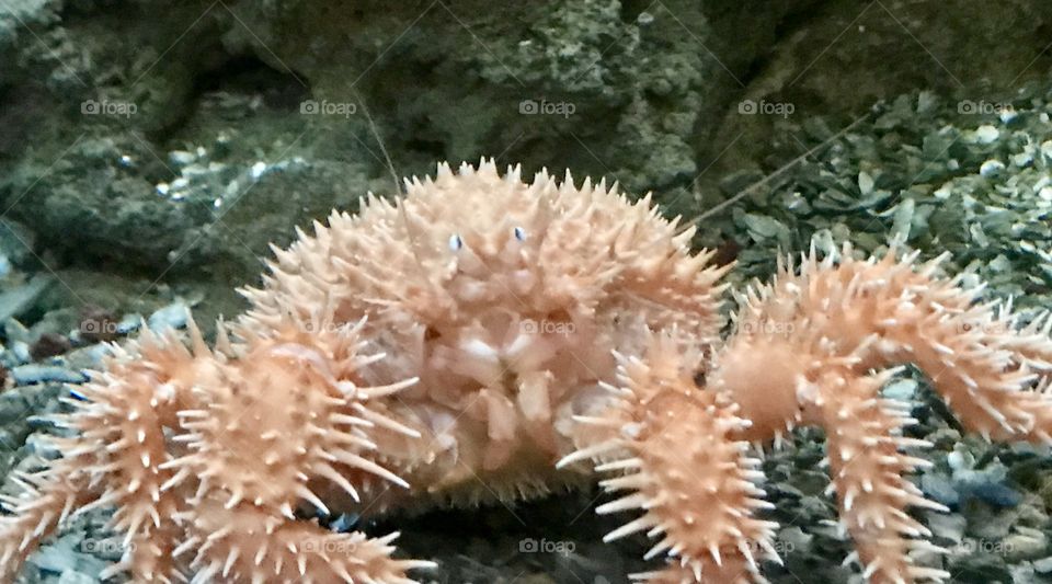 Pale pink prickly lobster looking directly at the camera 