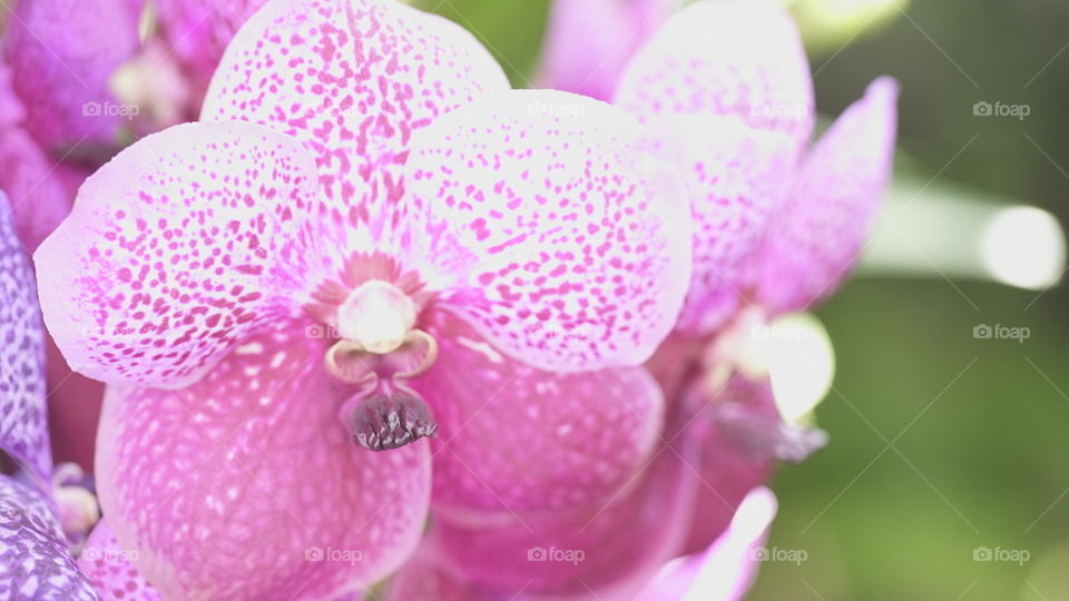 Pink orchids 