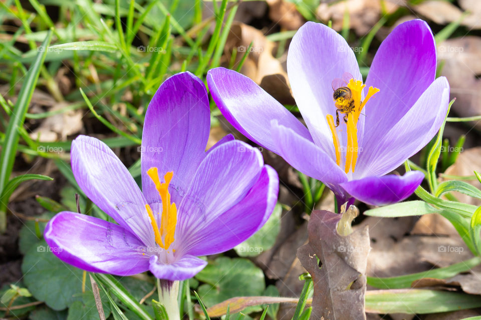 a bee is sitting on a crocus