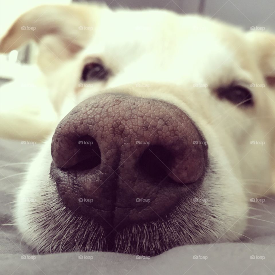 Sleeping puppy nose