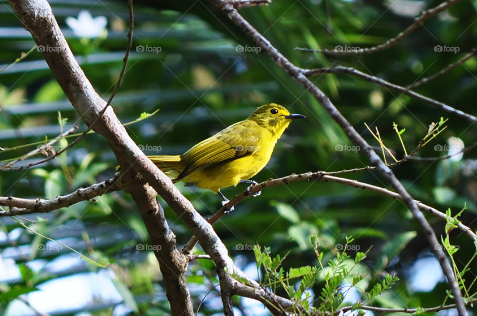yellow browed bulbul