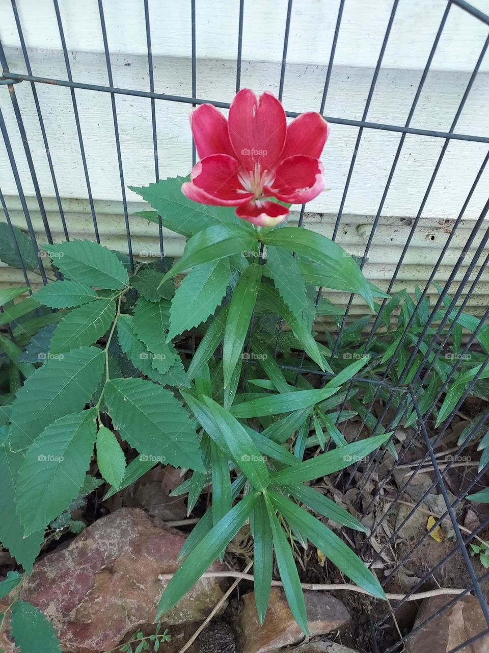 don't remember planting this last year but it's one of several blooming,  happy weekend!