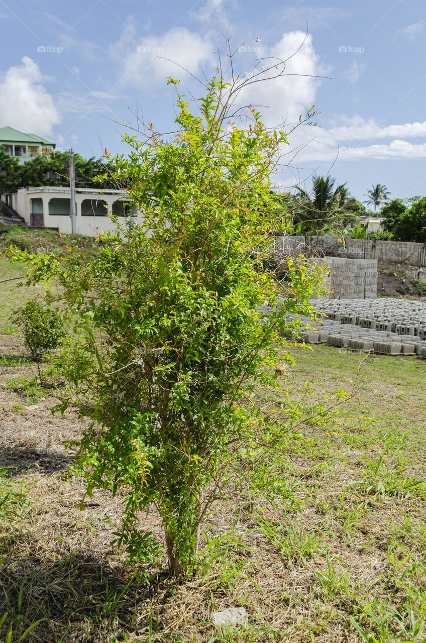 Pomegranate Tree