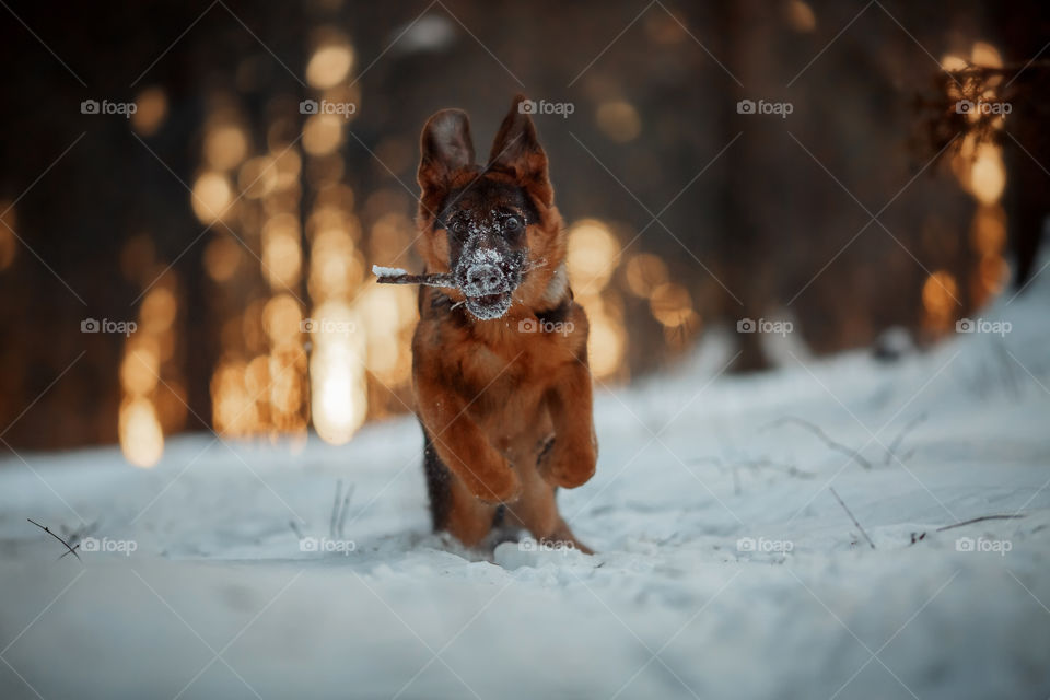 Red cute german shepherd 5-th months puppy portrait at snow at the winter