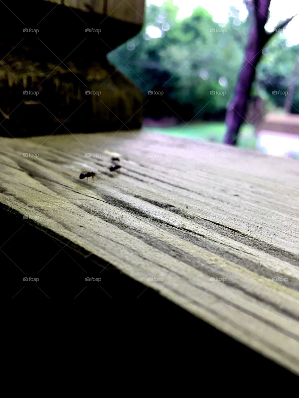 Ants chasing lunch on the deck
