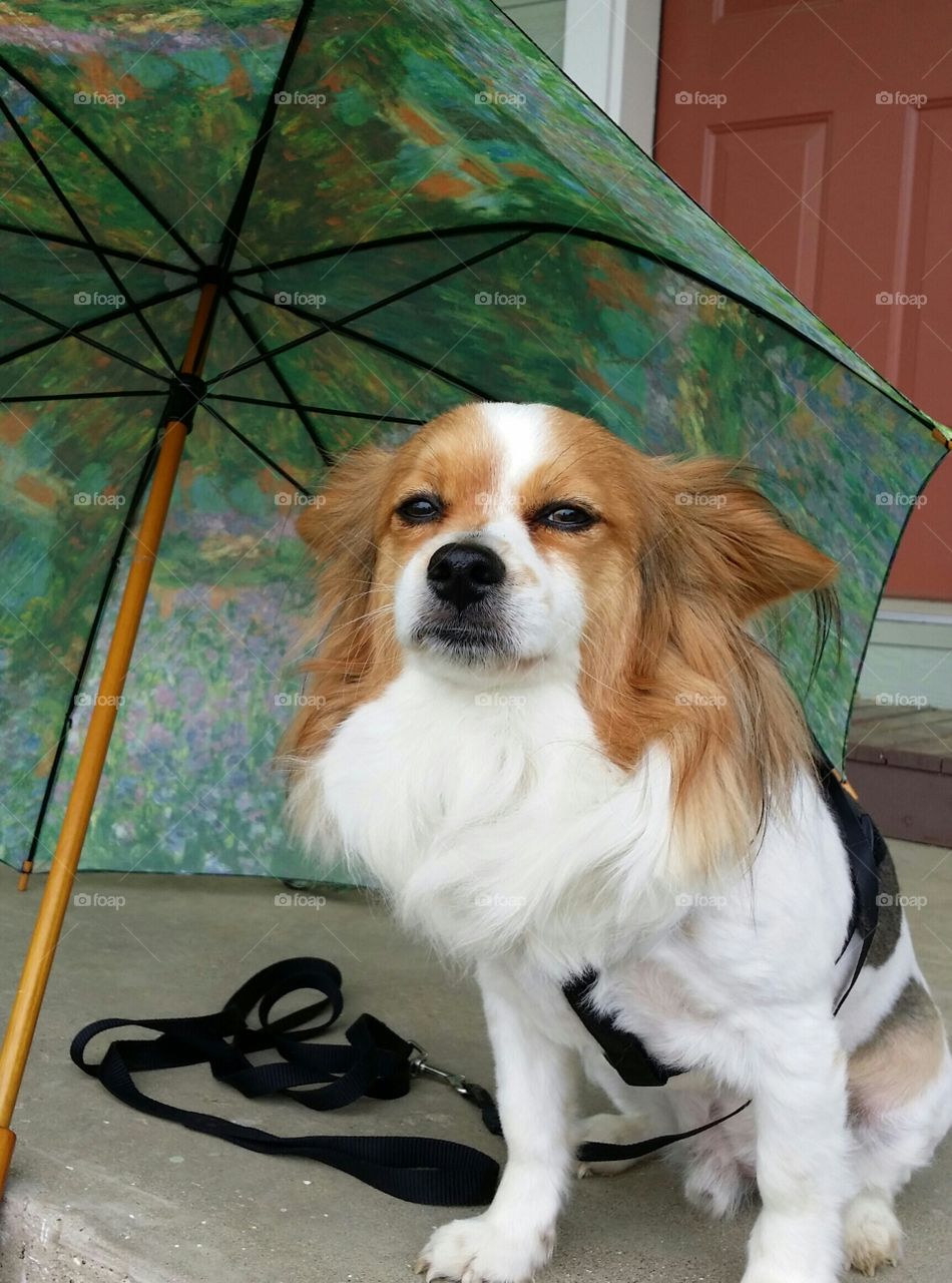 Waiting for his Walk in the Rain
