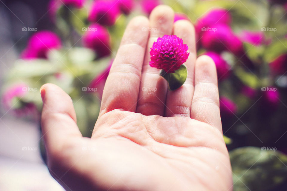 Globe amaranth