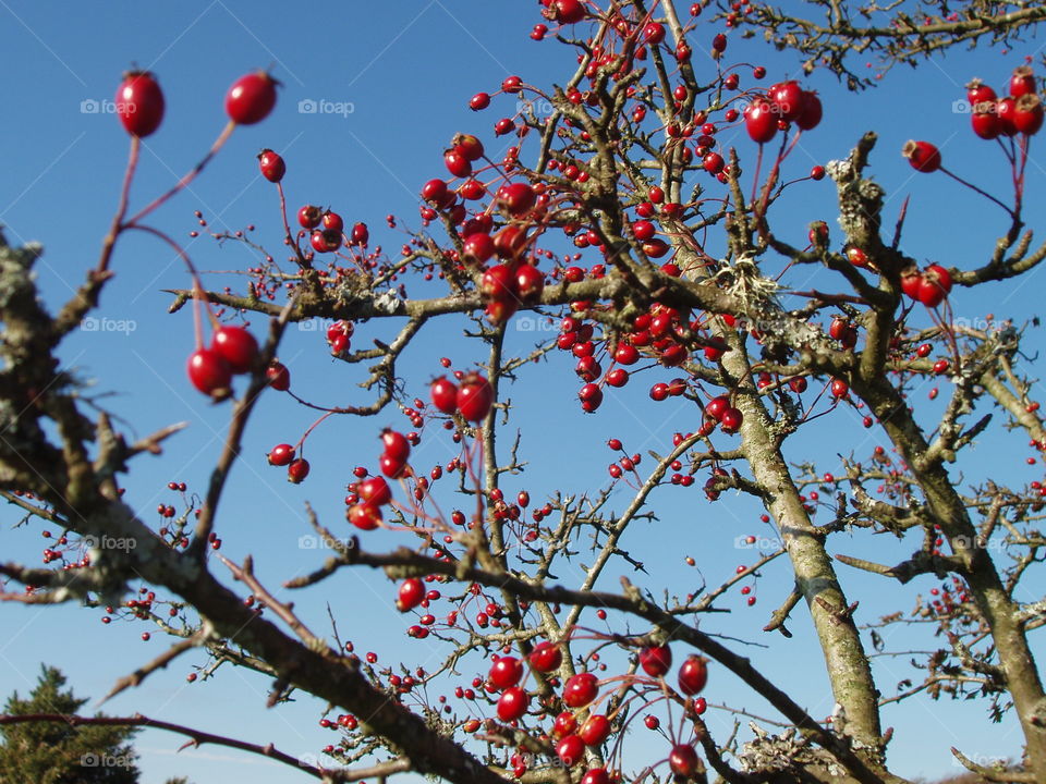 Red berry parade