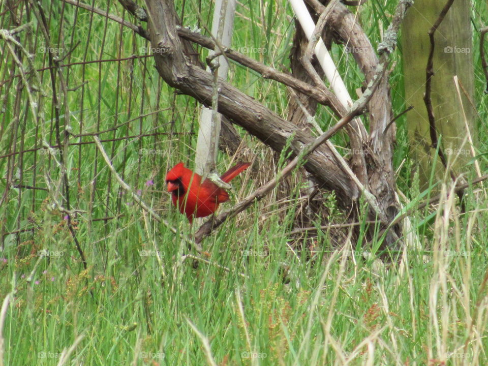 Cardinal