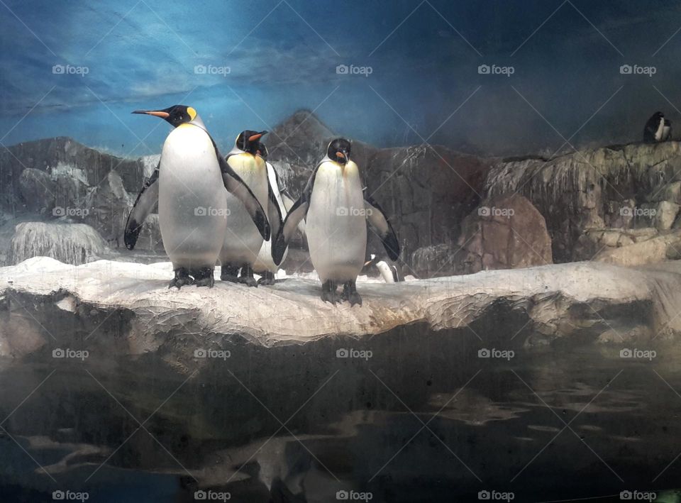 Penguins