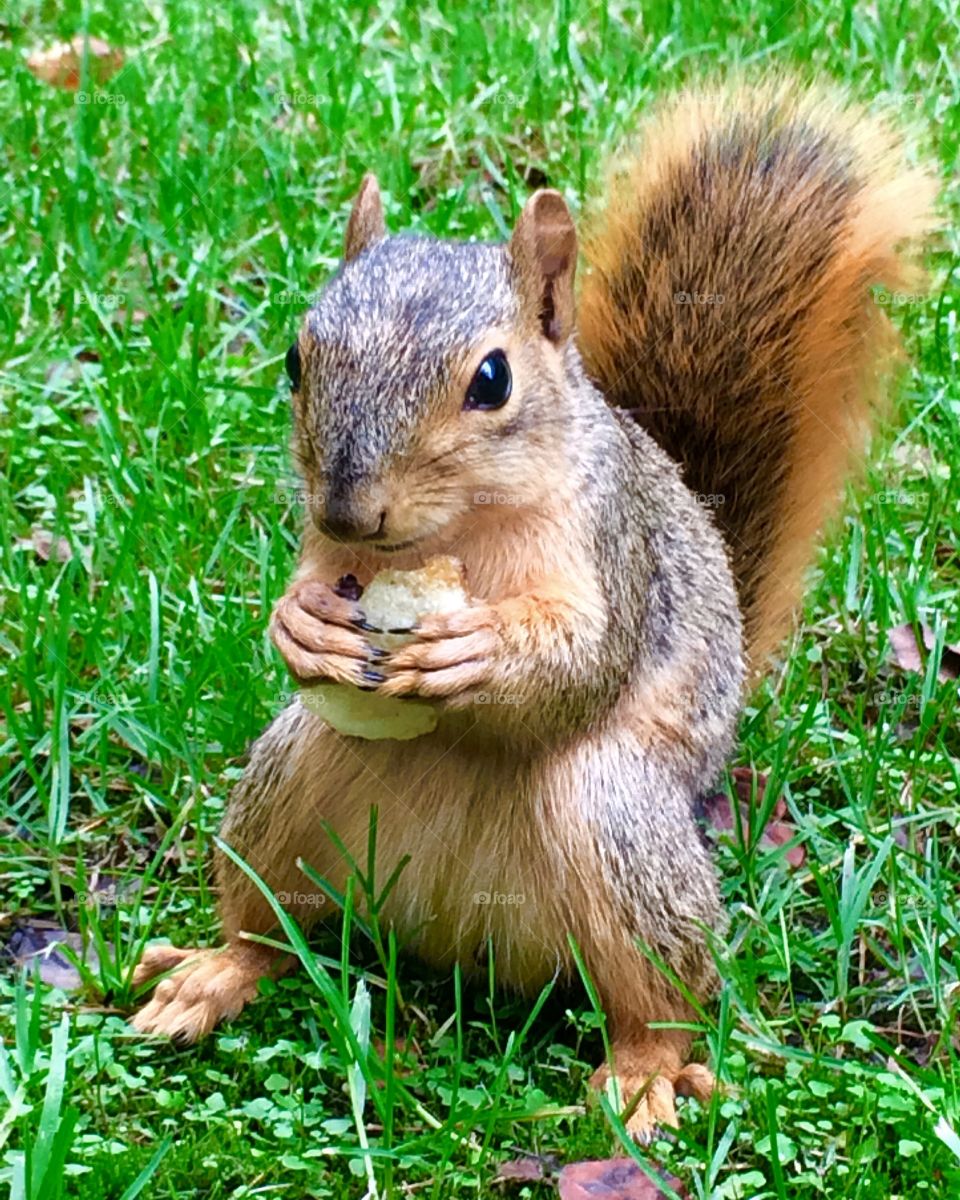Squirrel eating a potato chip