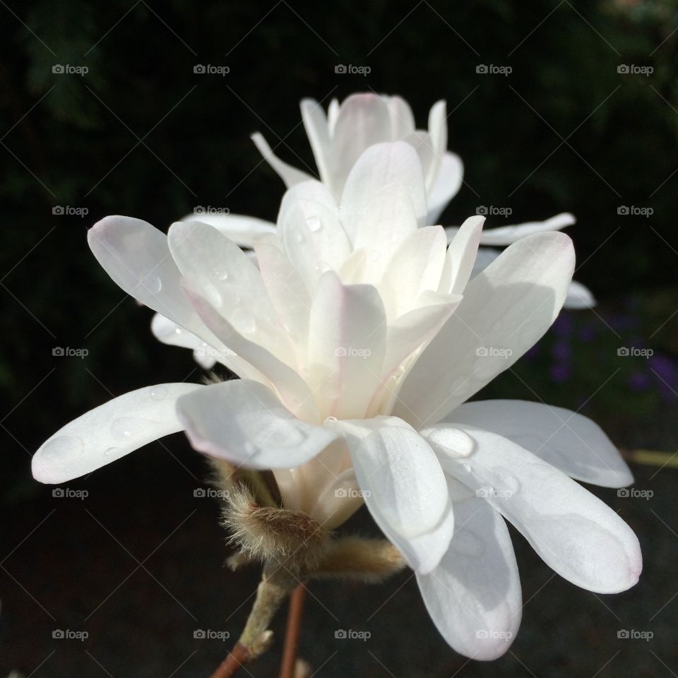 White Magnolia. Raindrops on a white magnolia ...