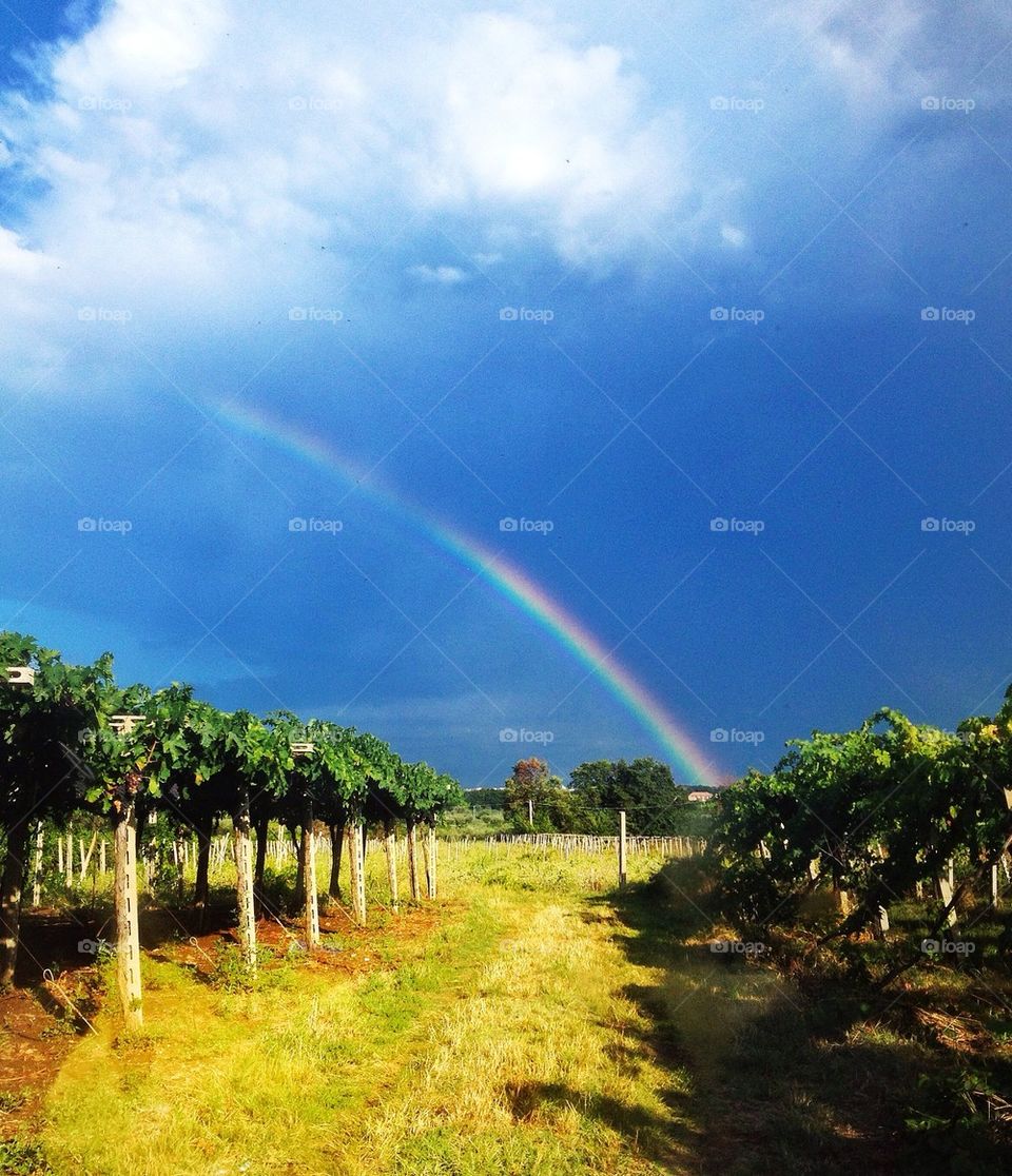 Rainbow on the vineyard