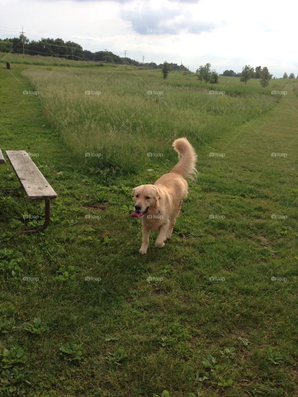 Dog park 