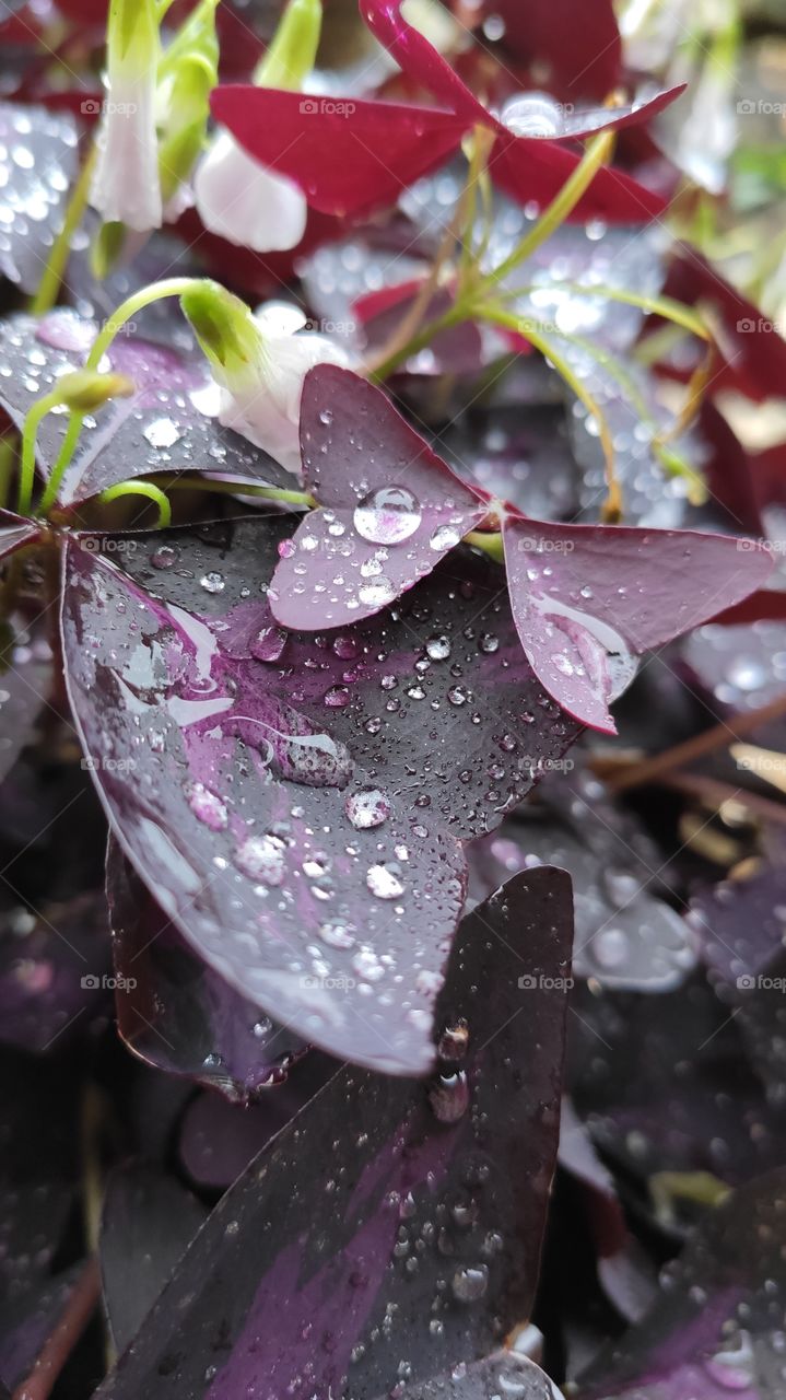 Drops of water on the leaves and blurred background in the background