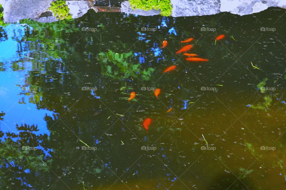 Guldfiskar i utomhusdamm