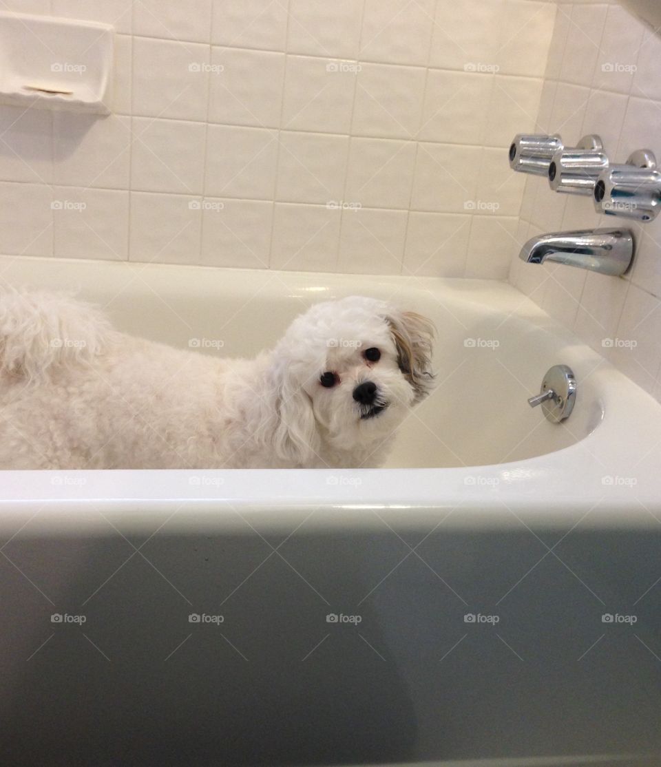Cooper needs a drink. He likes to drink from the faucet