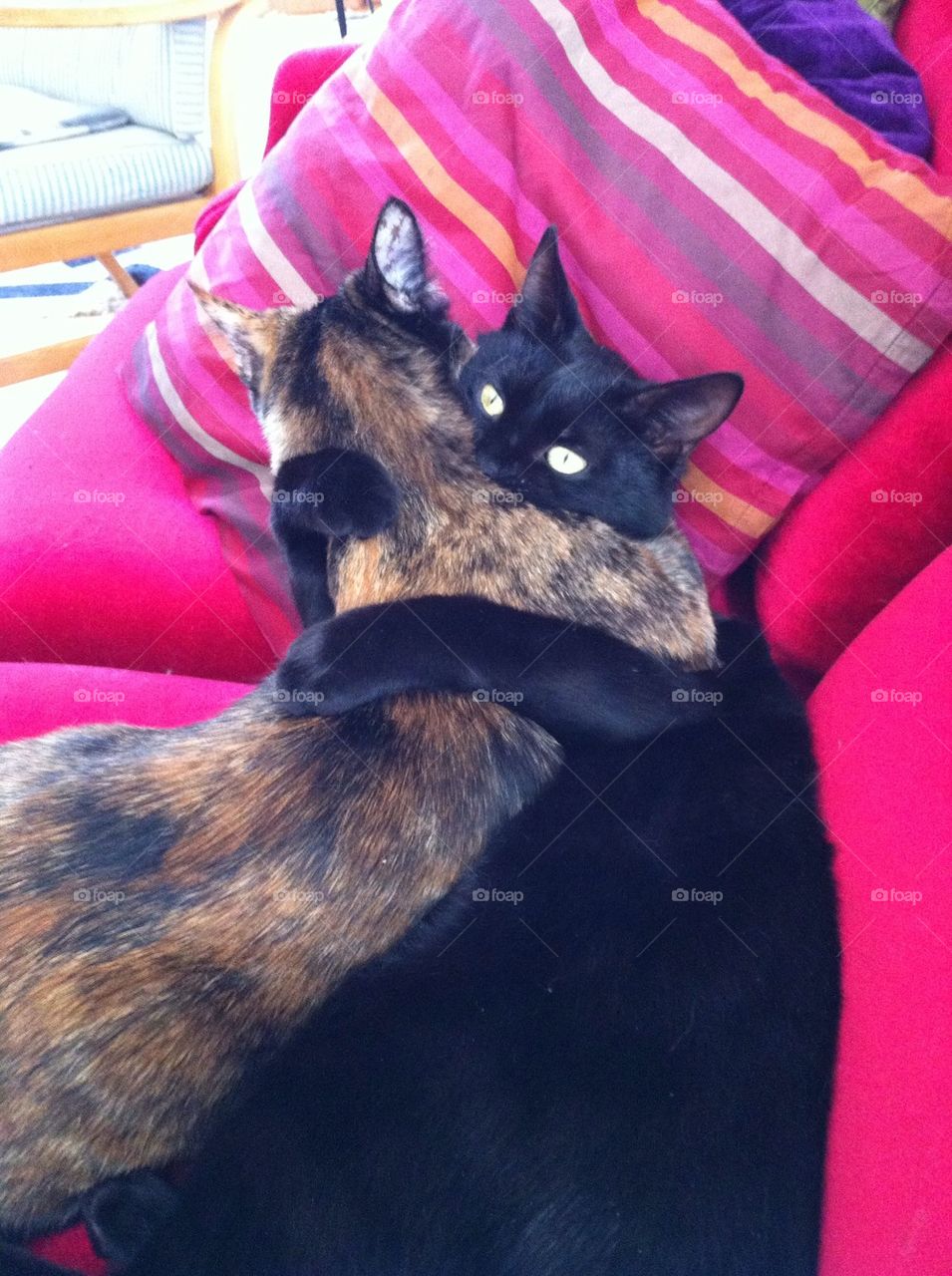 sweden cat ängelholm munka-ljungby by smartini65