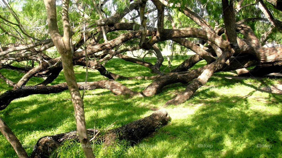 Mesquite tree; branches grow horizontally and on the ground.