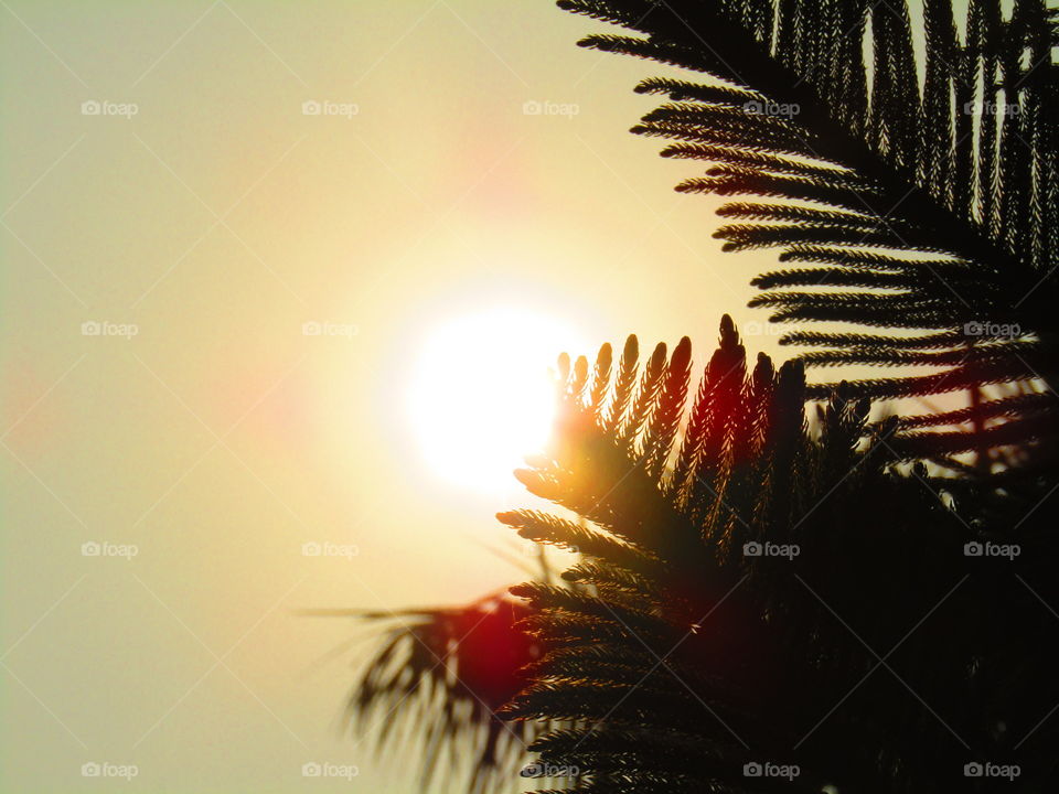 Beautiful sunset through trees or leaves with beautiful background