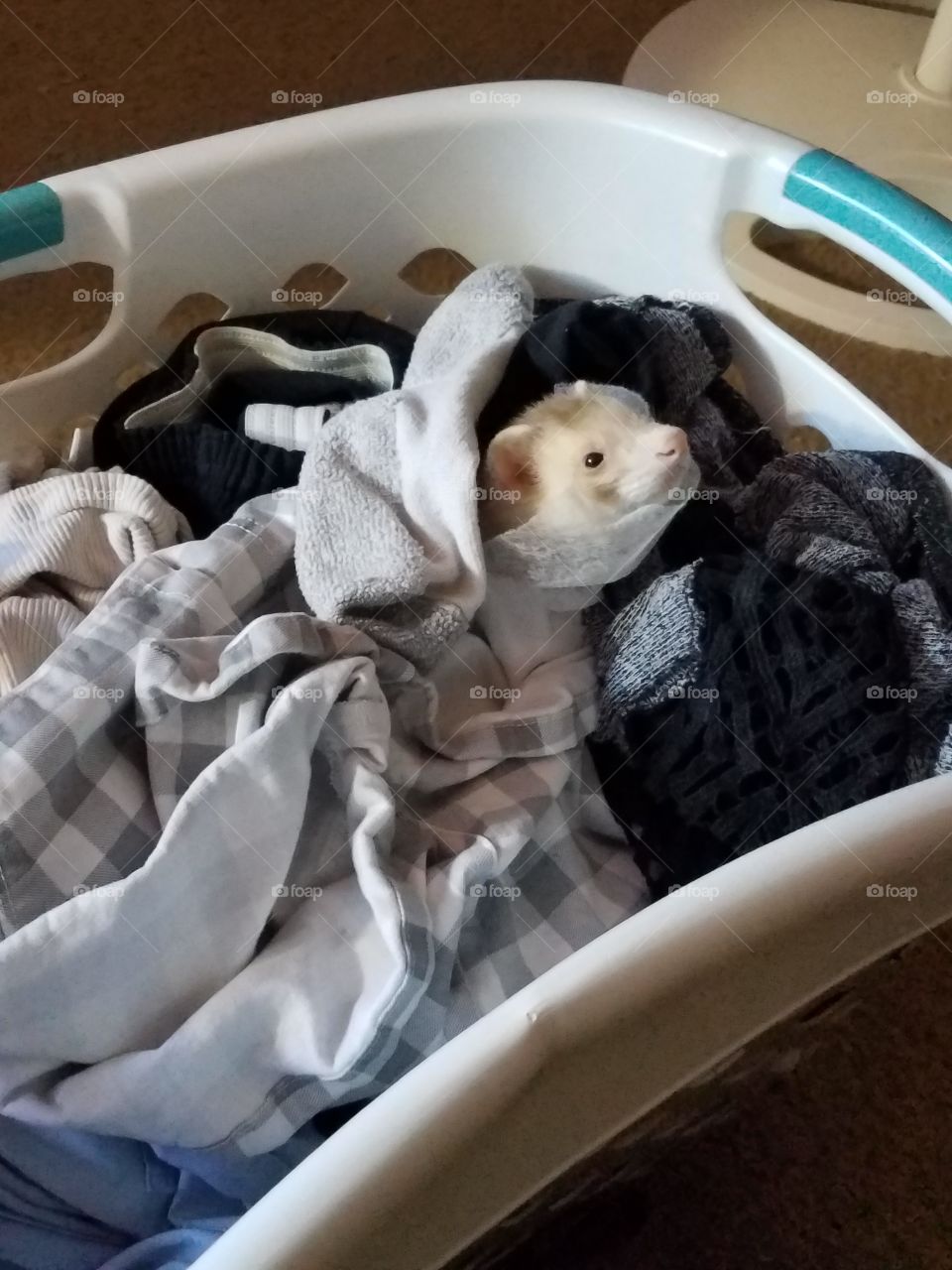 laundry ferret