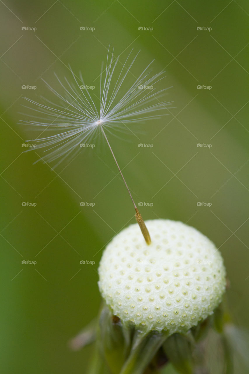 Dandelion Seed. A single dandelion seed still attached to the stem.