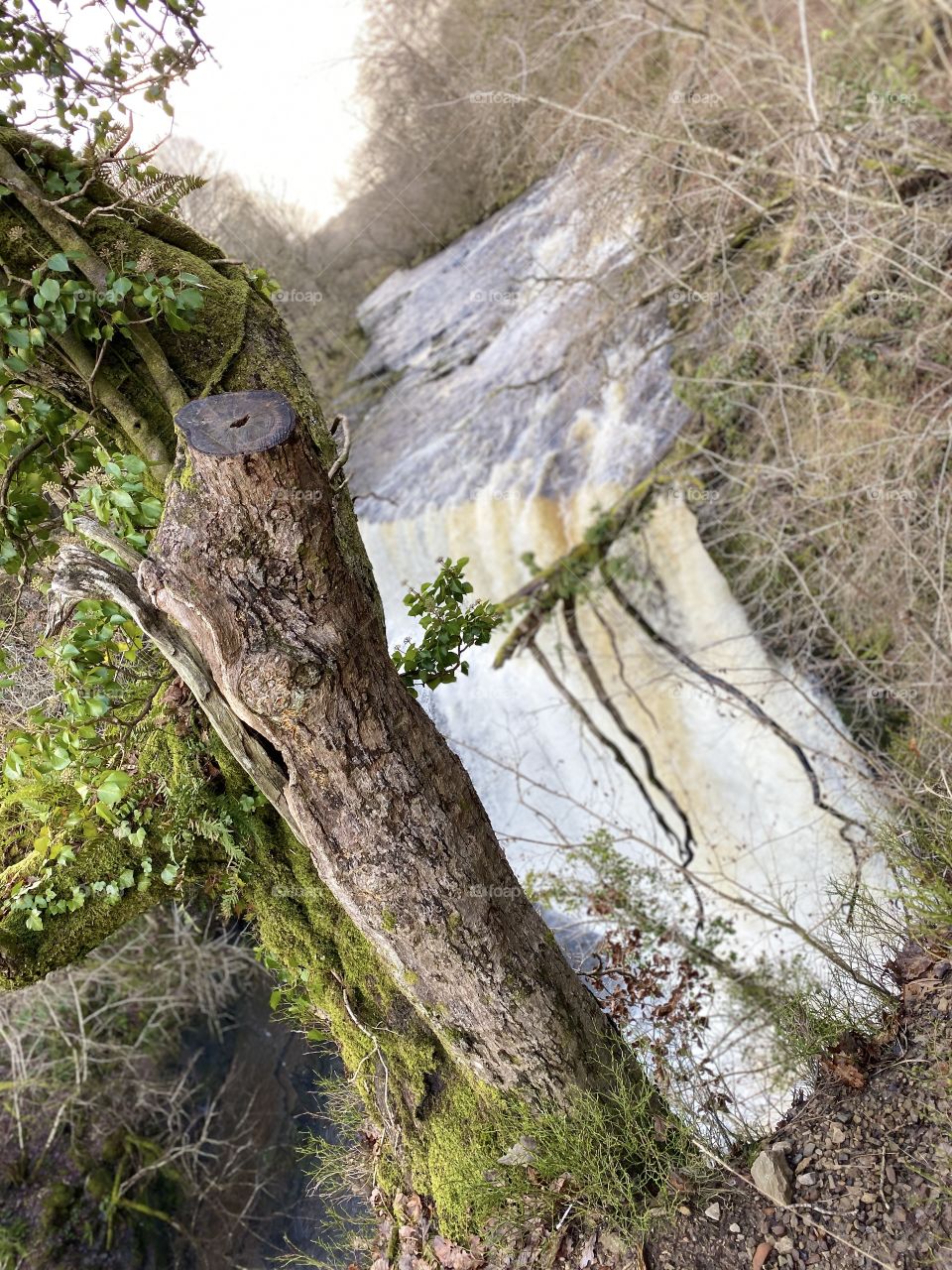 Tree covered in moss and ivy, with a beautiful waterfall as the backdrop. 