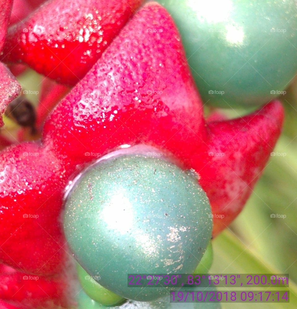 This is a very beautiful flowers and your frout she is forest niyar the river.