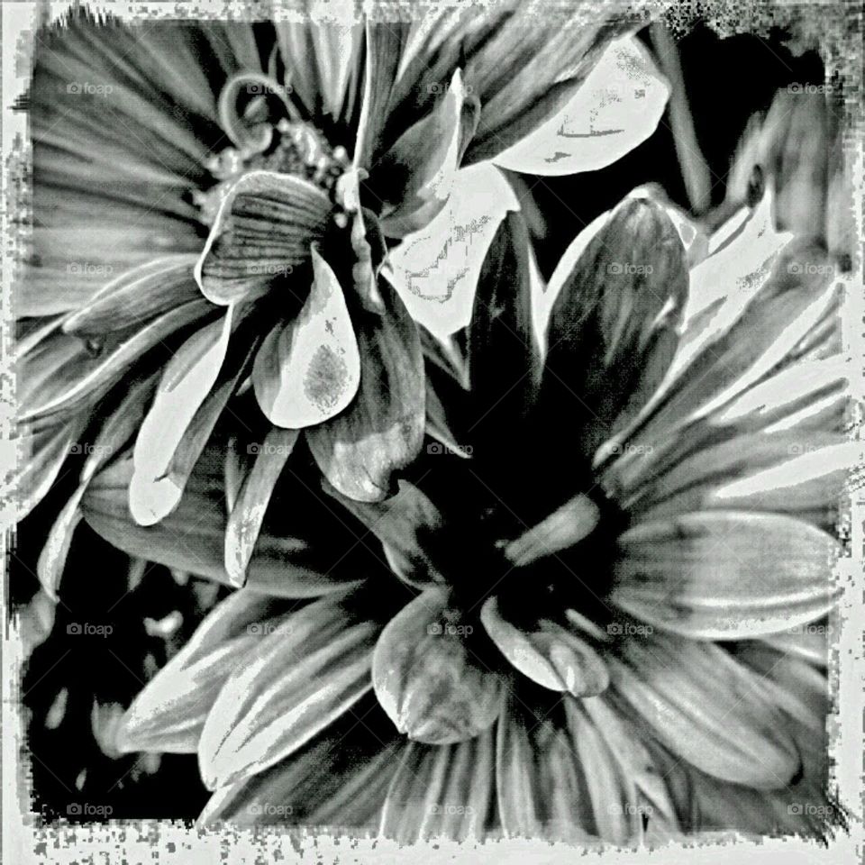 Monochrome, Flower, Flora, Nature, Black And White