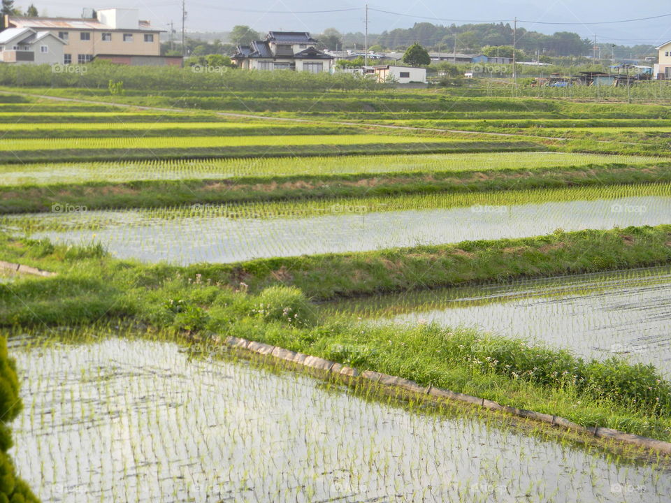 Rice paddies in the Spring