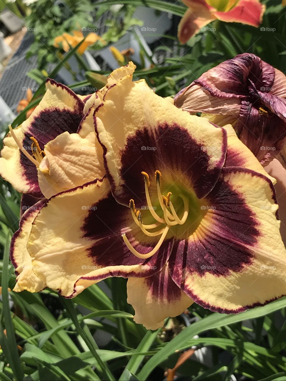 Yellow and purple Lilly 