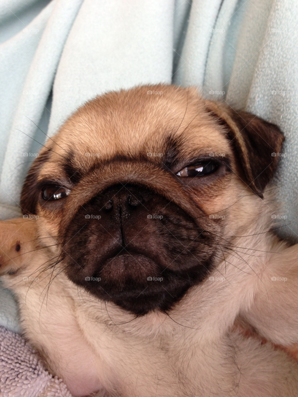 puppy sleepy pug dog by melody