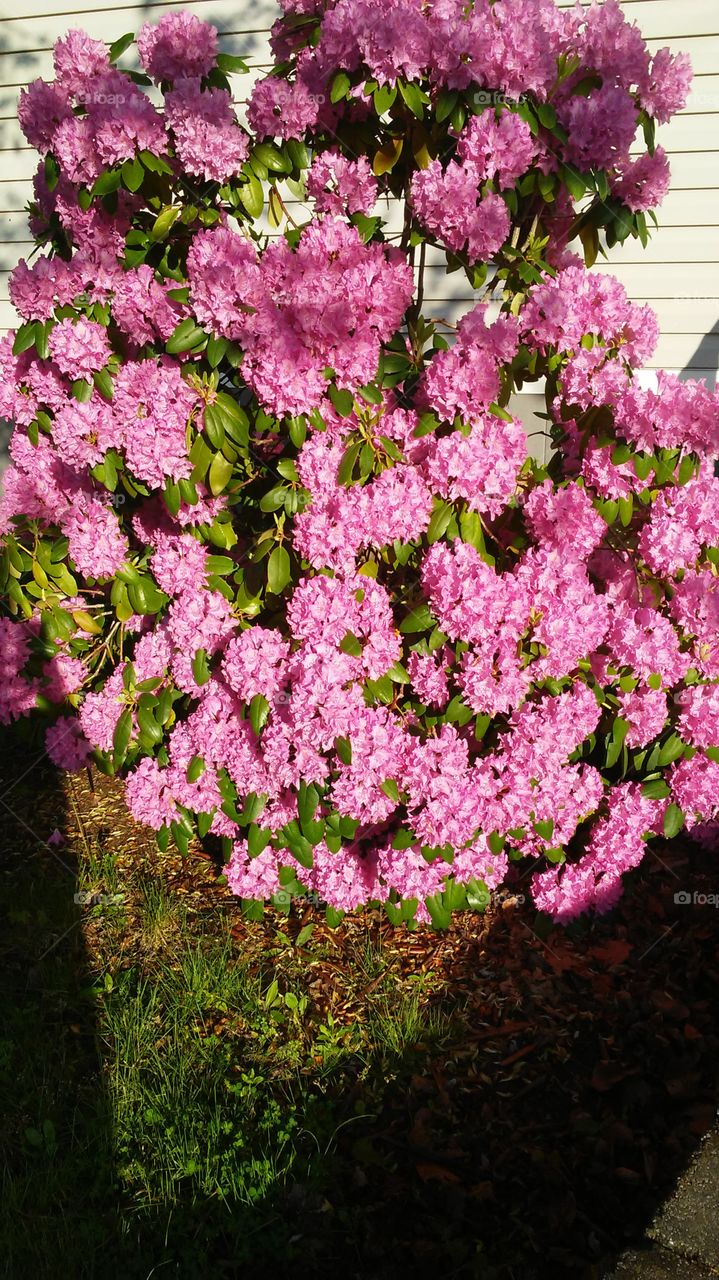 spring. flowers. beauty