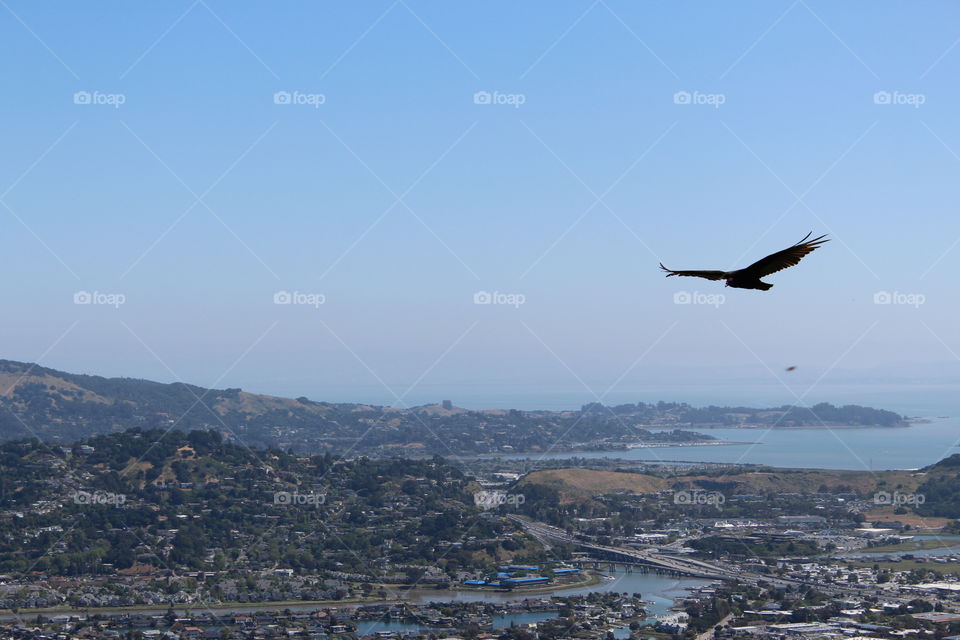 Beautiful close up of a vulture flying over Marin, California in a clear sky 