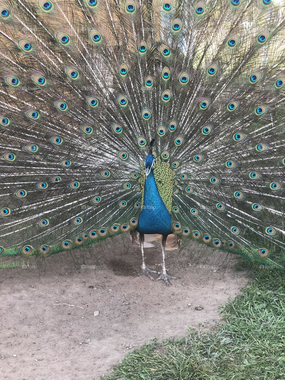 A breathtaking image of a peacock showcasing its iridescent blue and green tail feathers in full display. Perfect for themes of beauty, luxury, nature, and exotic wildlife. Great for wallpapers, branding, fashion inspiration, and creative projects.