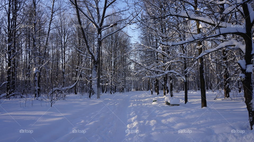 Bare trees in the forest during winter
