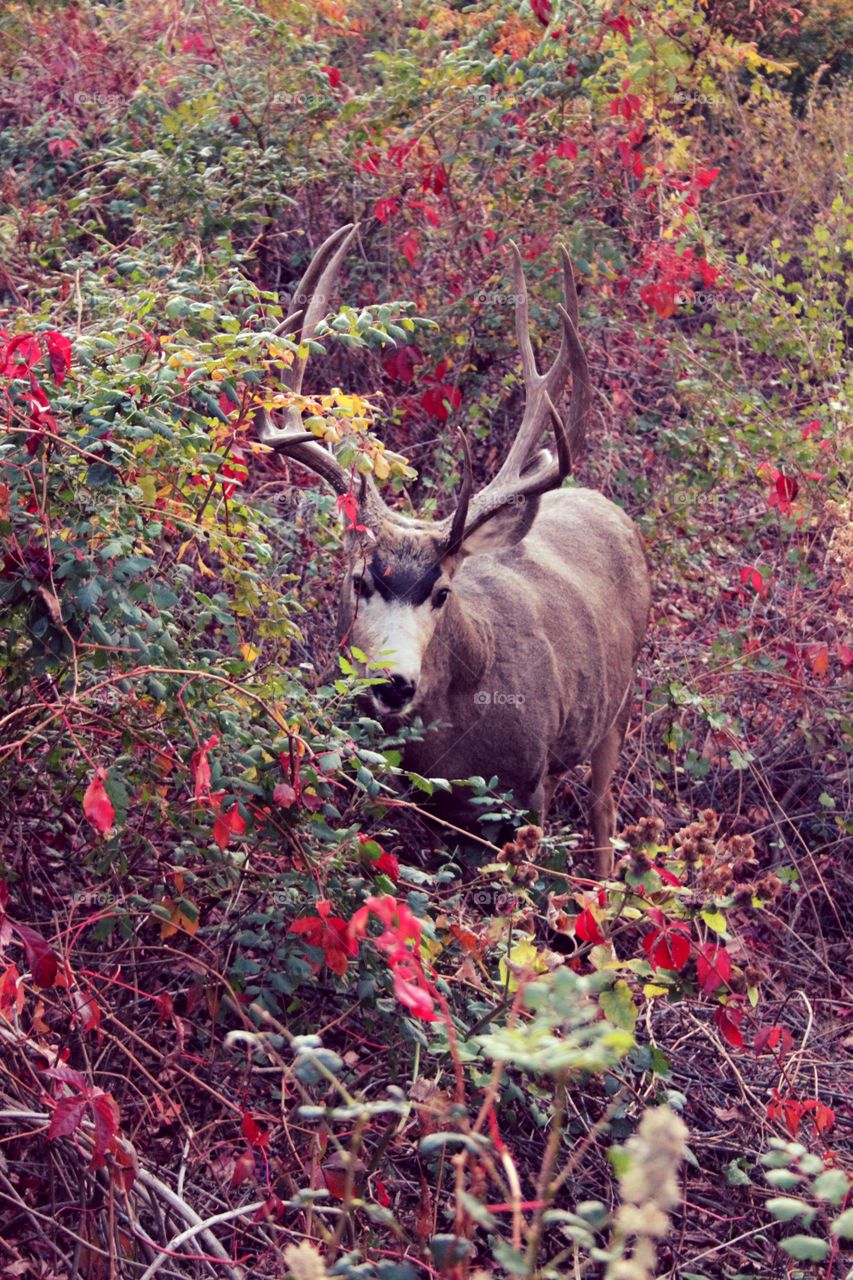 Deer in the brush