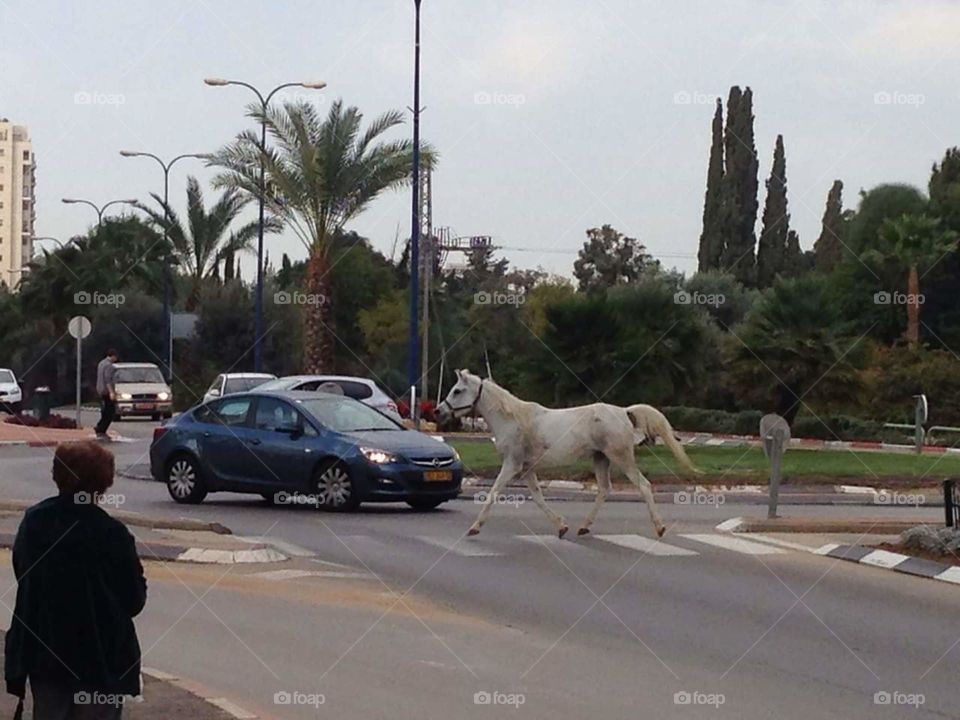 horse crossing the street