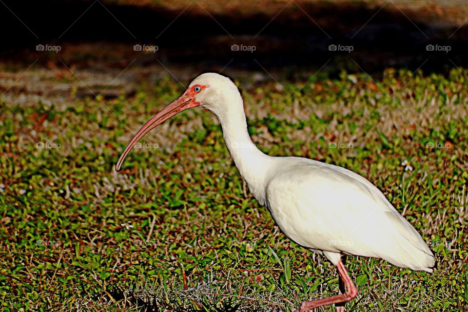 White Ibis