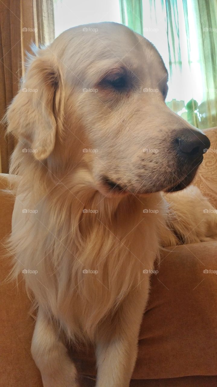 My golden retriever. 