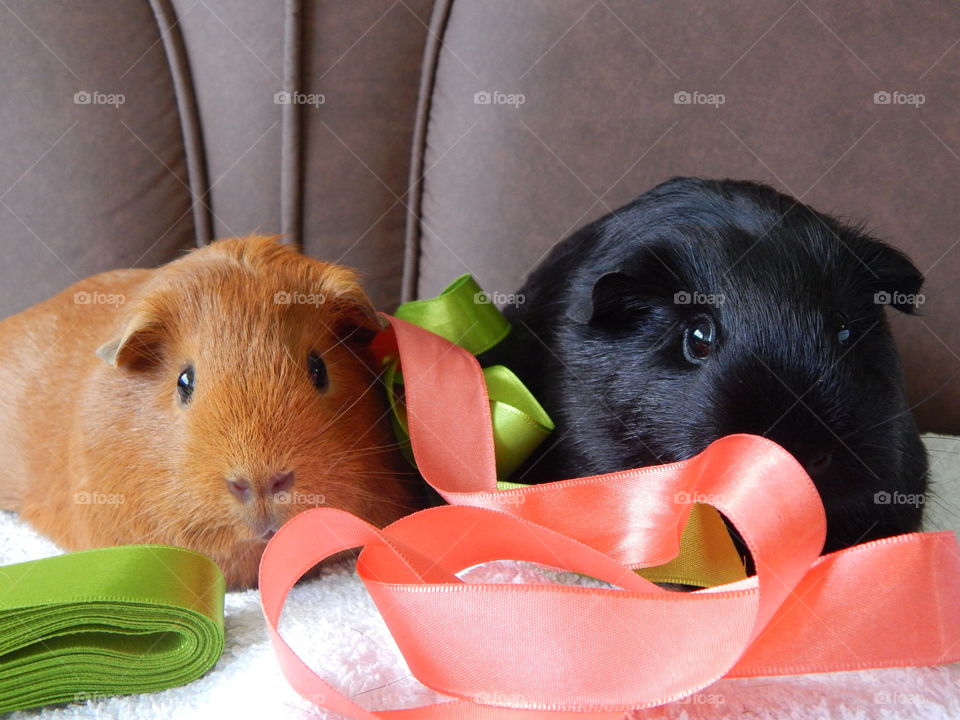 Friendship in Ribbons