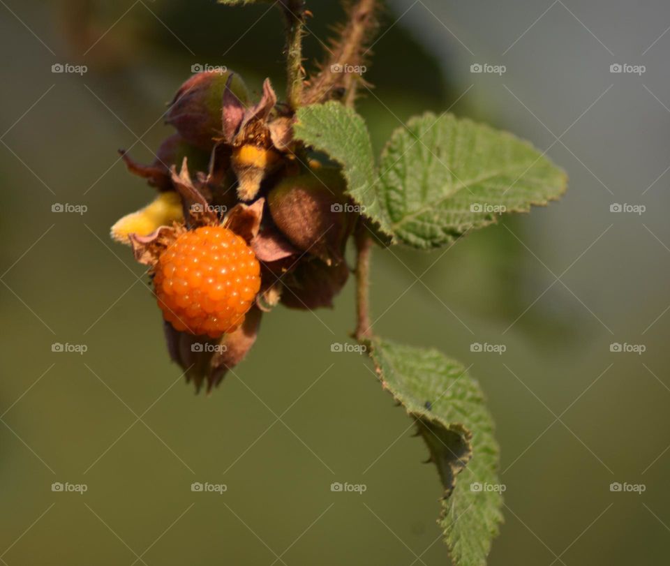 Rubus ellipticus, commonly known as ainselu, golden evergreen raspberry, golden Himalayan raspberry, or yellow Himalayan raspberry, is an Asian species of thorny fruiting shrub in the rose family.