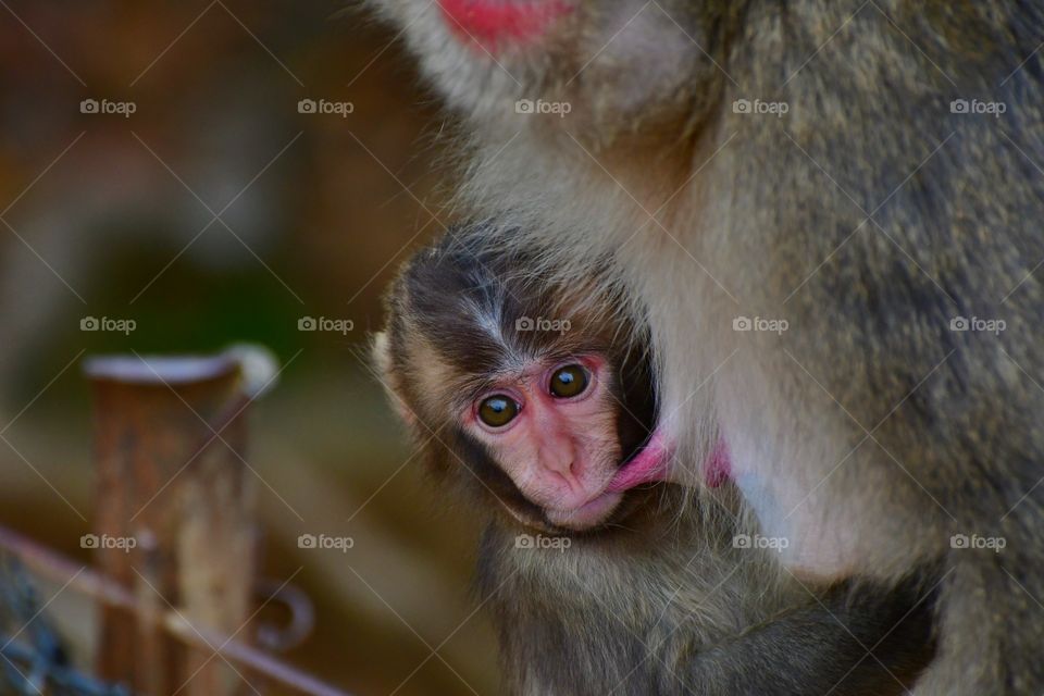 Baby macaque suckling milk