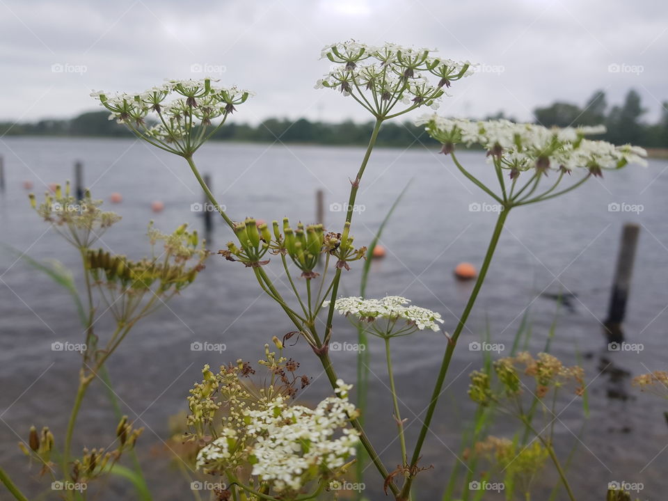 Feverfew is a plant from the umbelliferous family. The species is common in the Netherlands and Flanders, especially in grassy places.