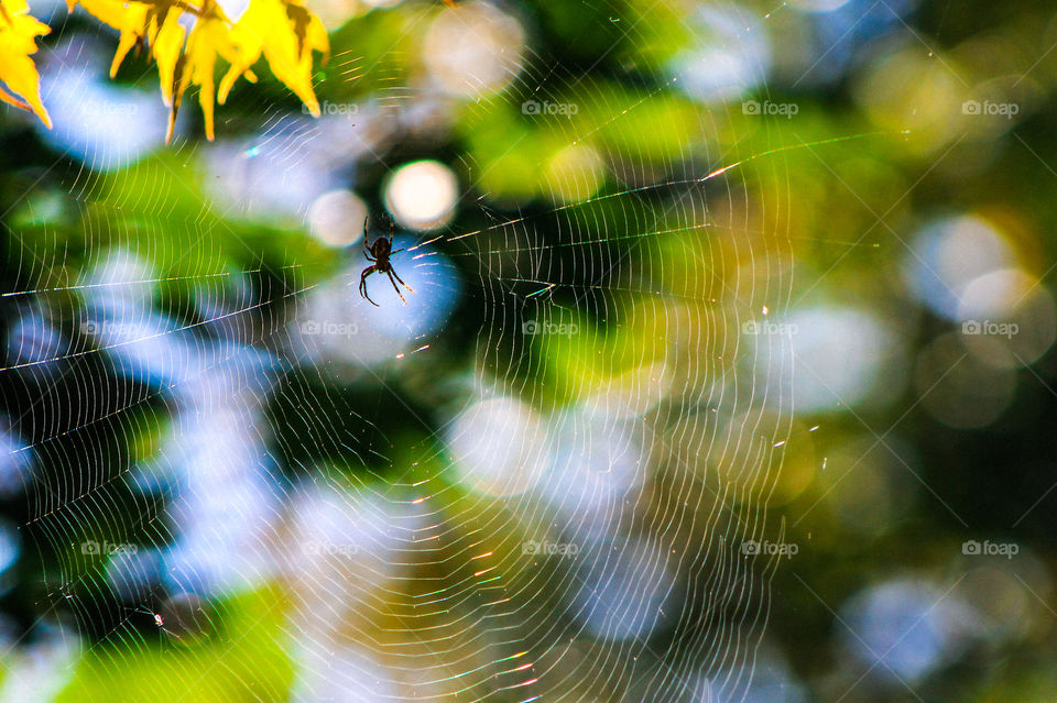1st signs of Autumn. This spider has set her web in my Japanese maple. The spiders set up webs closer to the house to capture bugs looking for the extra warmth near the house. Her web glows in the sunlight creating a rainbow on the silk threads. ๐