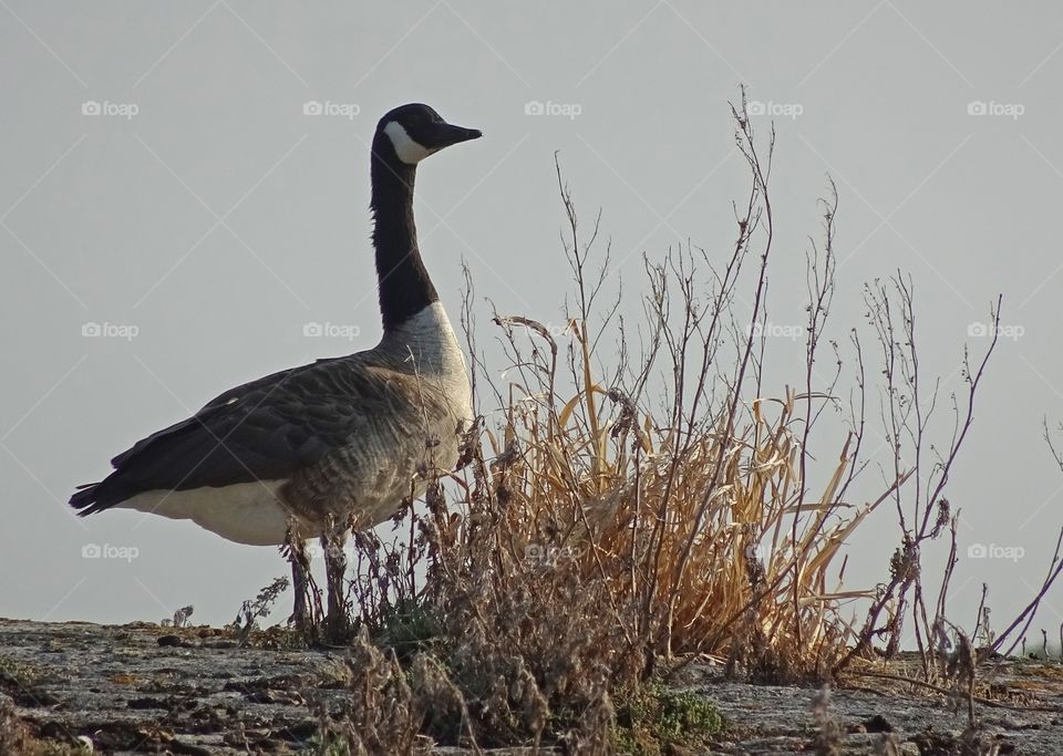 Canadian goose