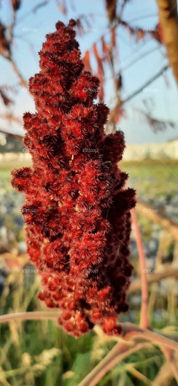 Sumac flower close up in autumn