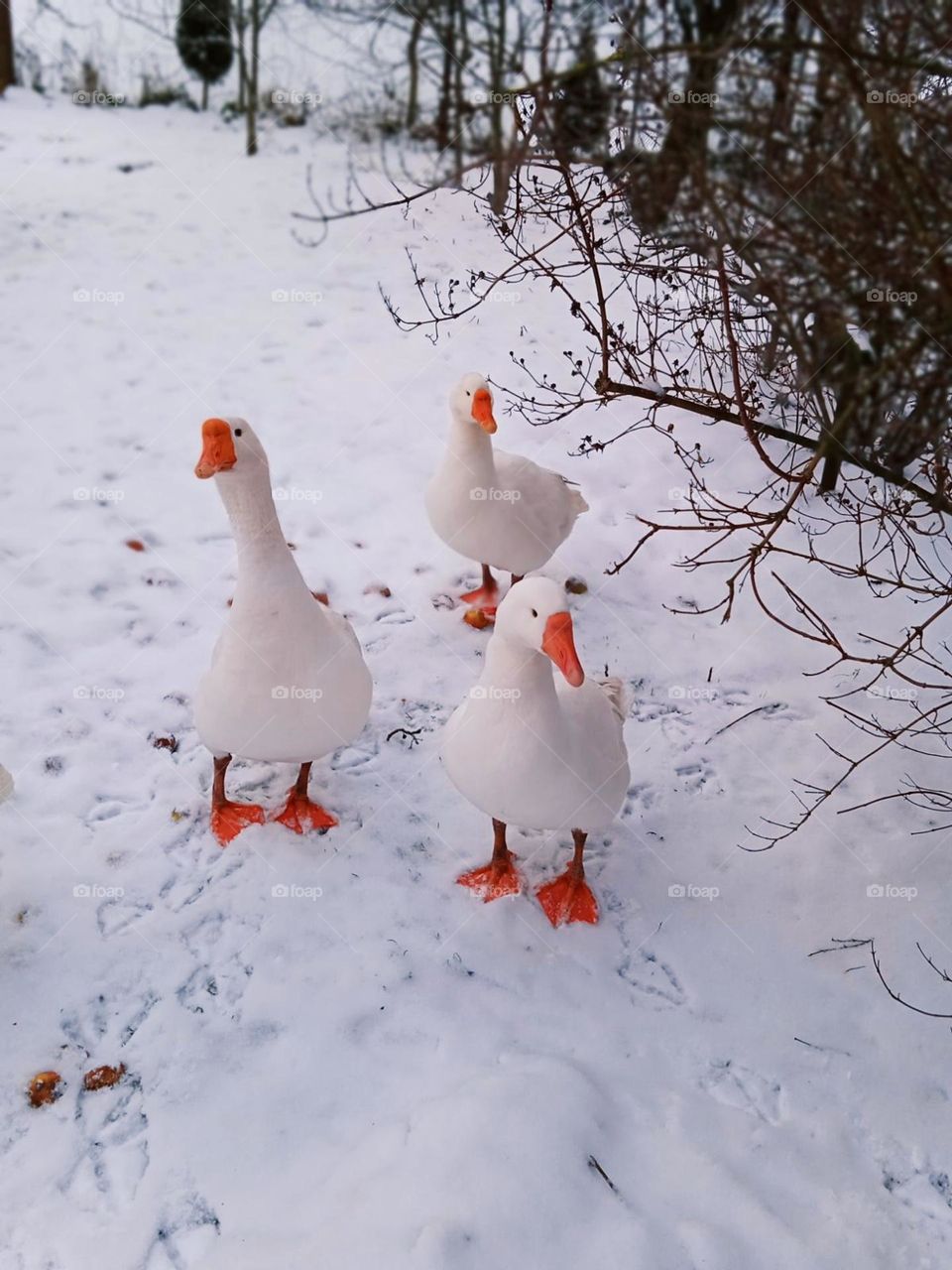 Battle winter vs. spring