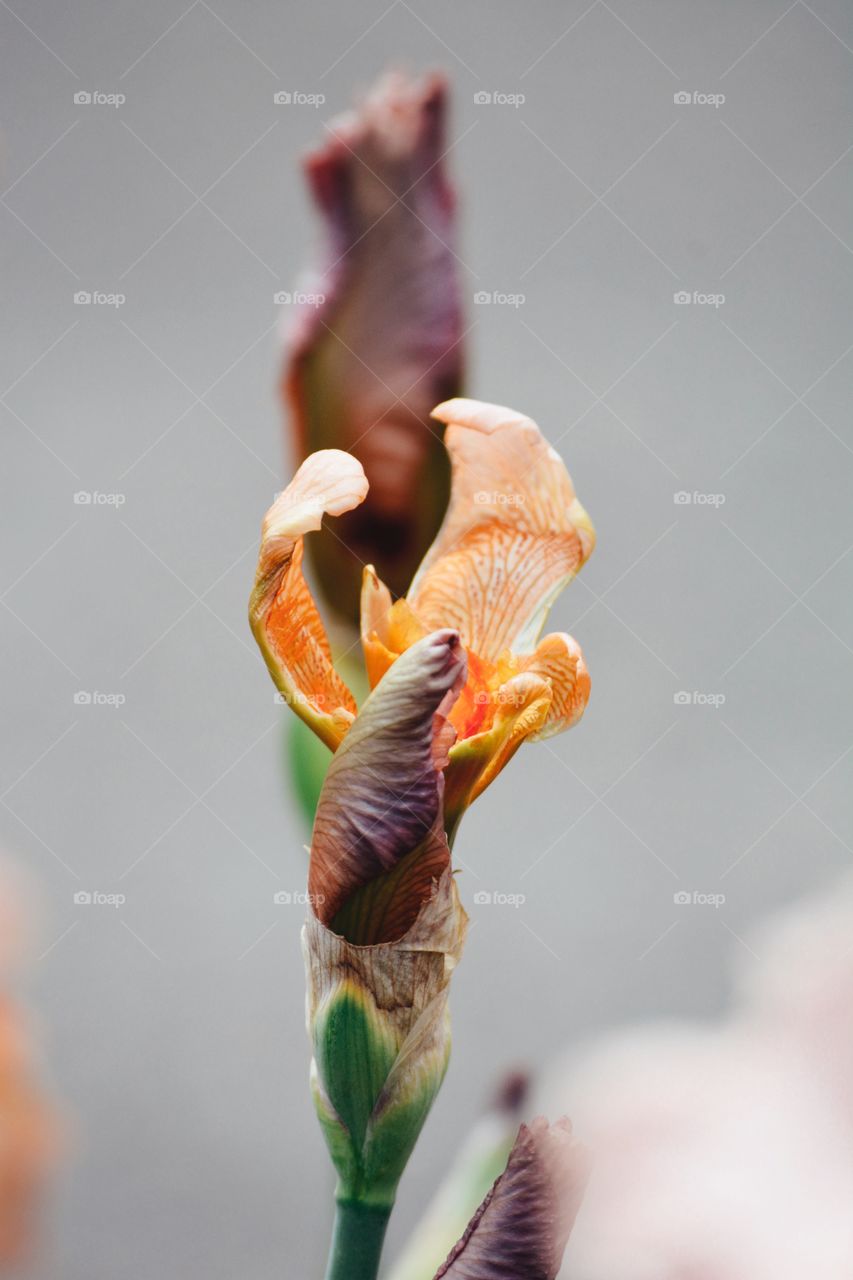 close up flower bud 